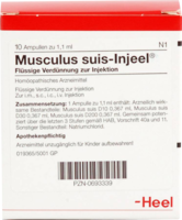 MUSCULUS SUIS Injeel Ampullen