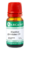 AILANTHUS GLANDULOSA LM 19 Dilution